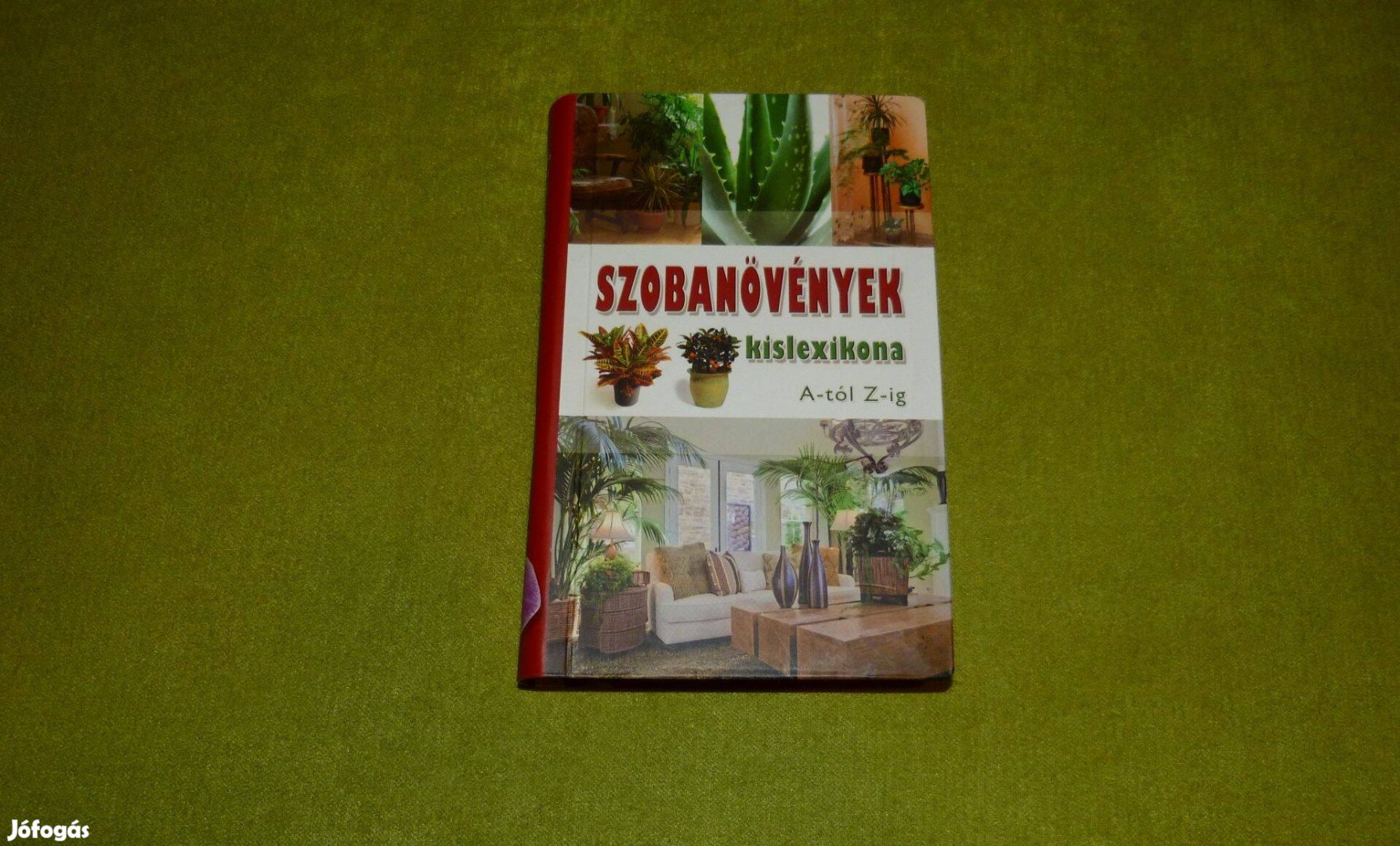 Szobanövények kislexikona A-tól Z-ig