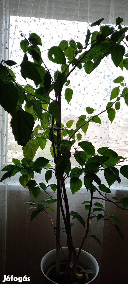 Szobanövények új helyre költöznének