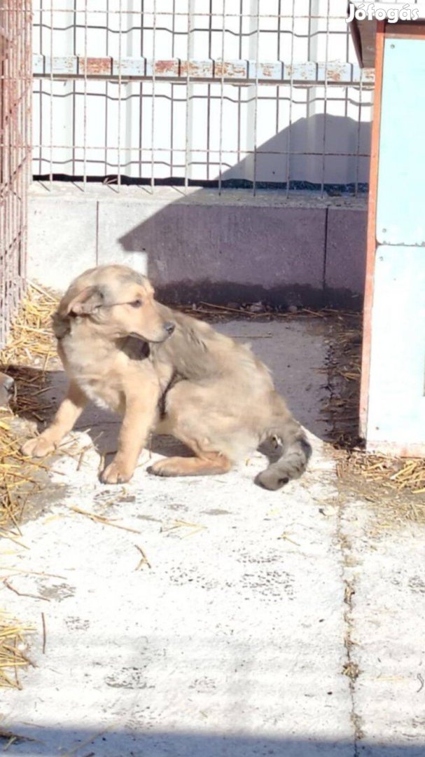Szofi, 8 hónapos lány kutya, ebrendészetről szabadulna
