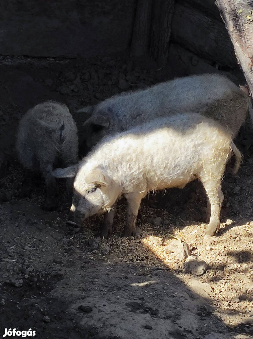 Szőke Mangalica Ártány