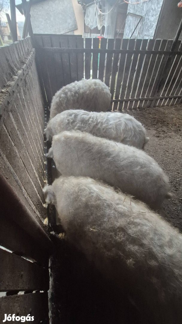 Szőke Mangalica hízók