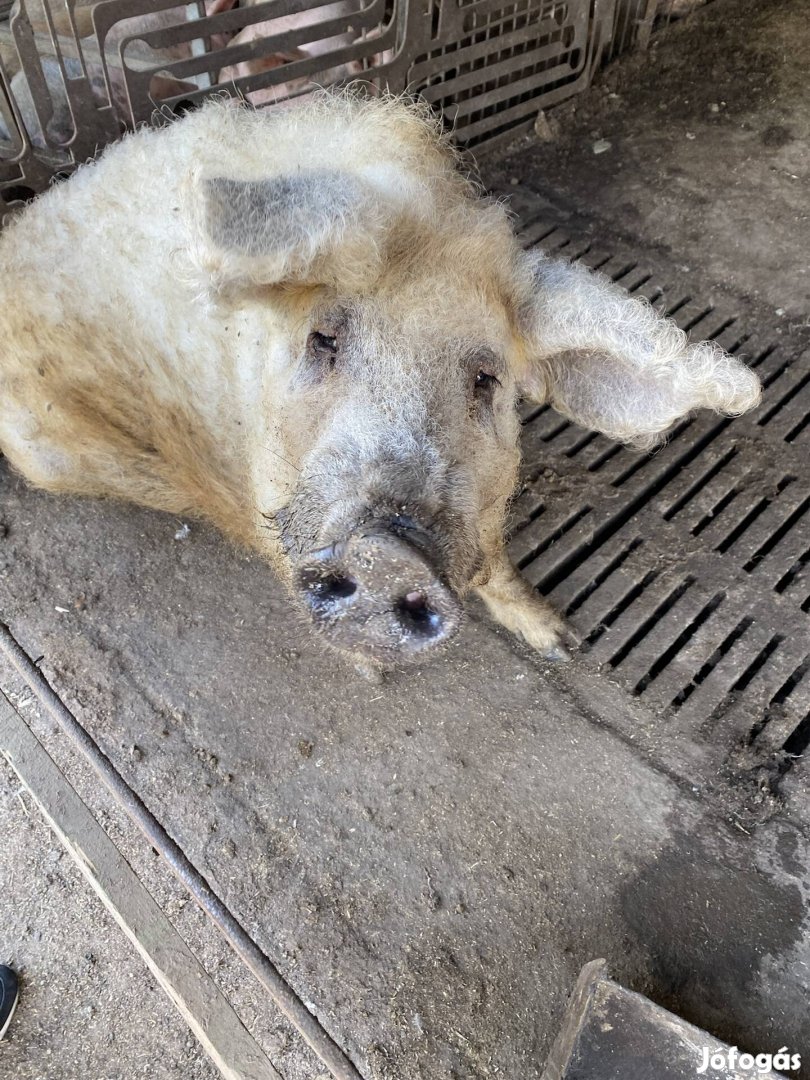 Szőke aktív kan mangalica