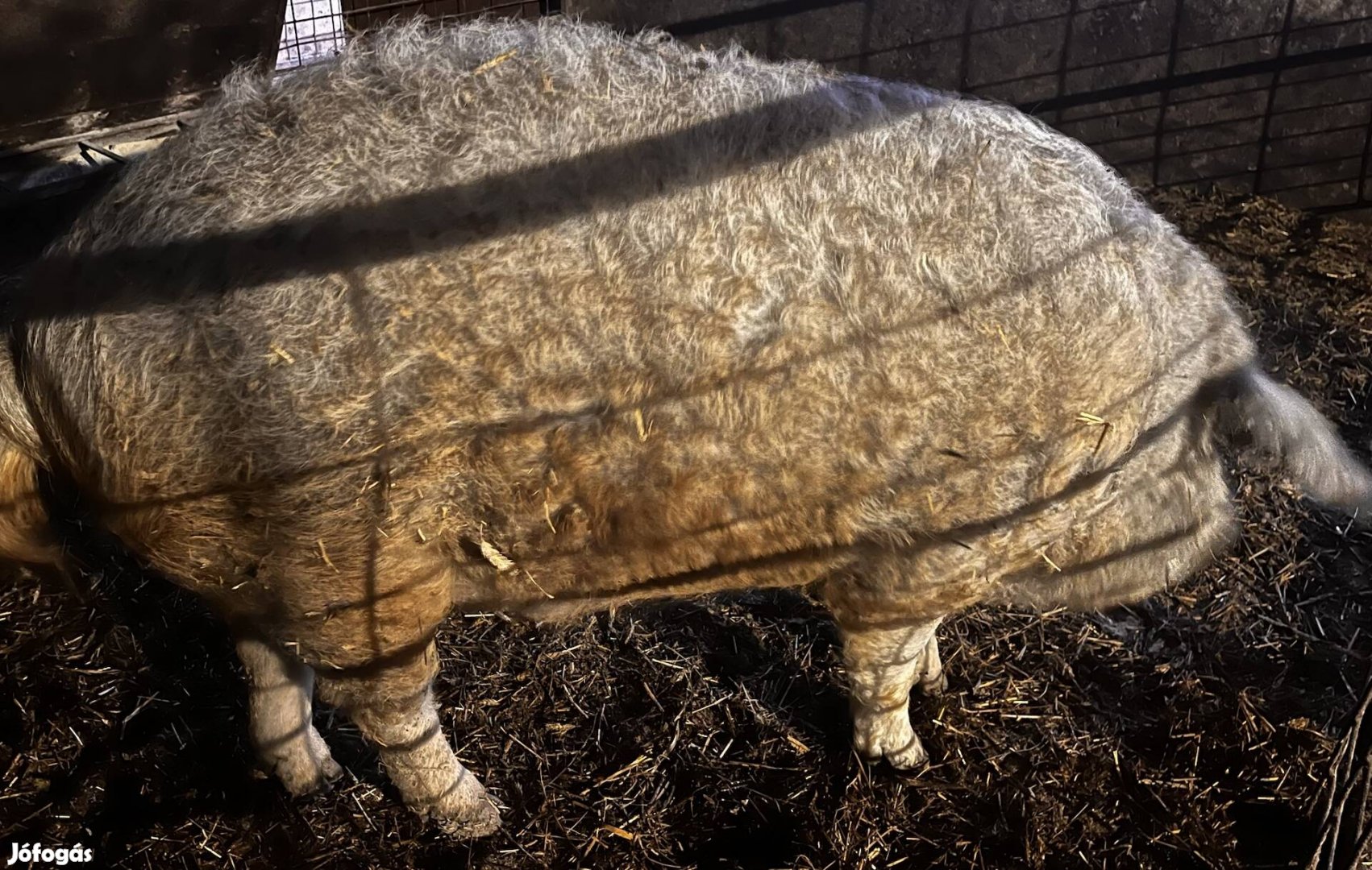 Szőke mangalica