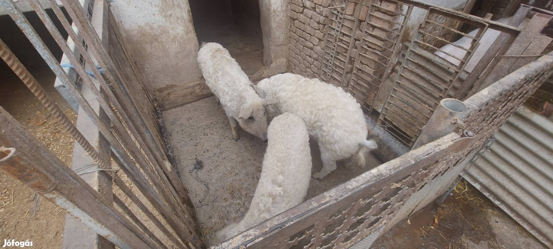 Szőke mangalica