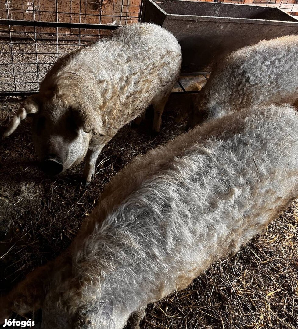 Szőke mangalica 