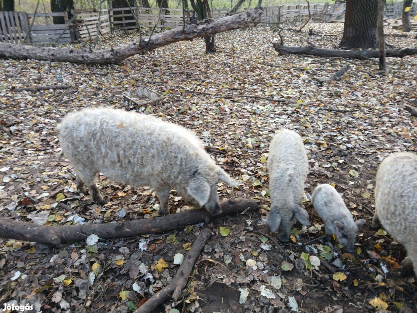 Szőke mangalica eladó