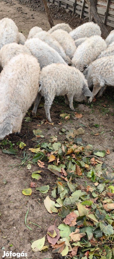 Szöke mangalica eladó több db csere racka kecske