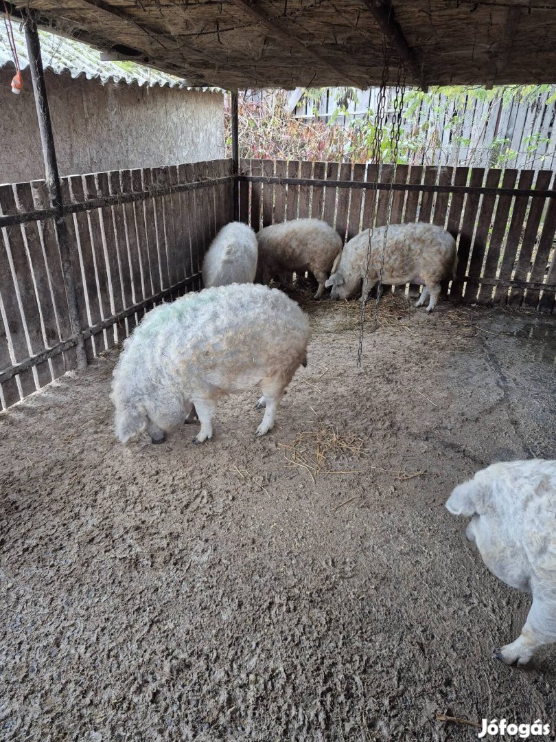 Szőke mangalica hízók