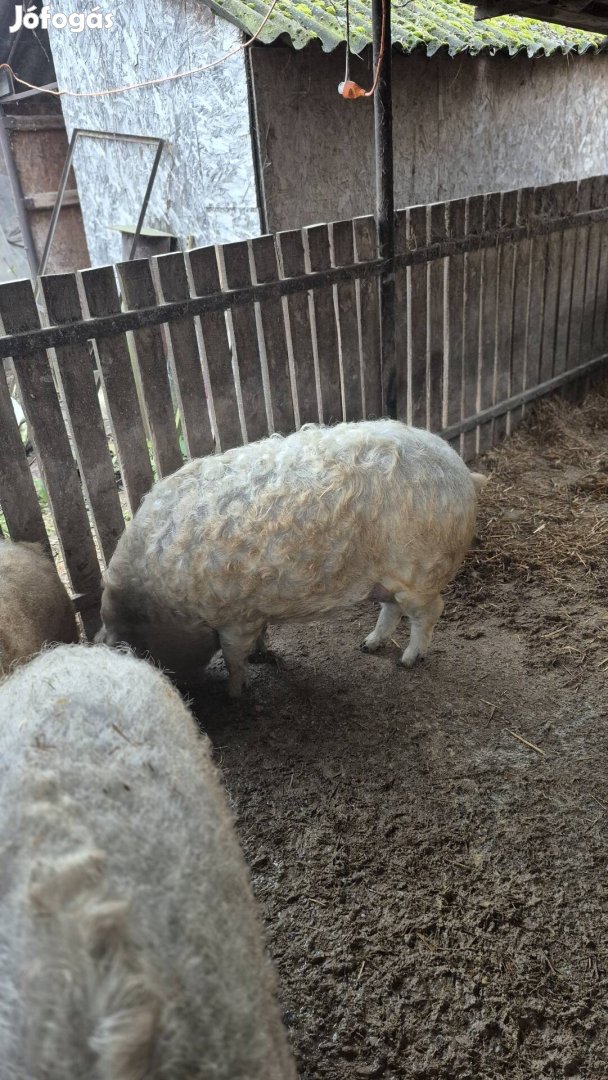 Szőke mangalica hízók