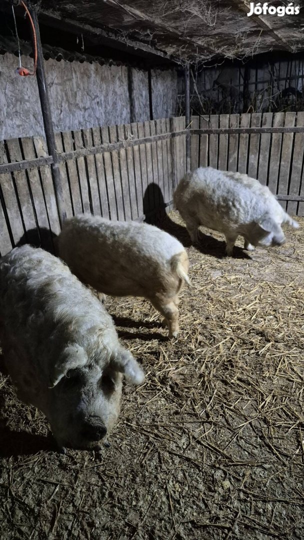 Szőke mangalica hízók