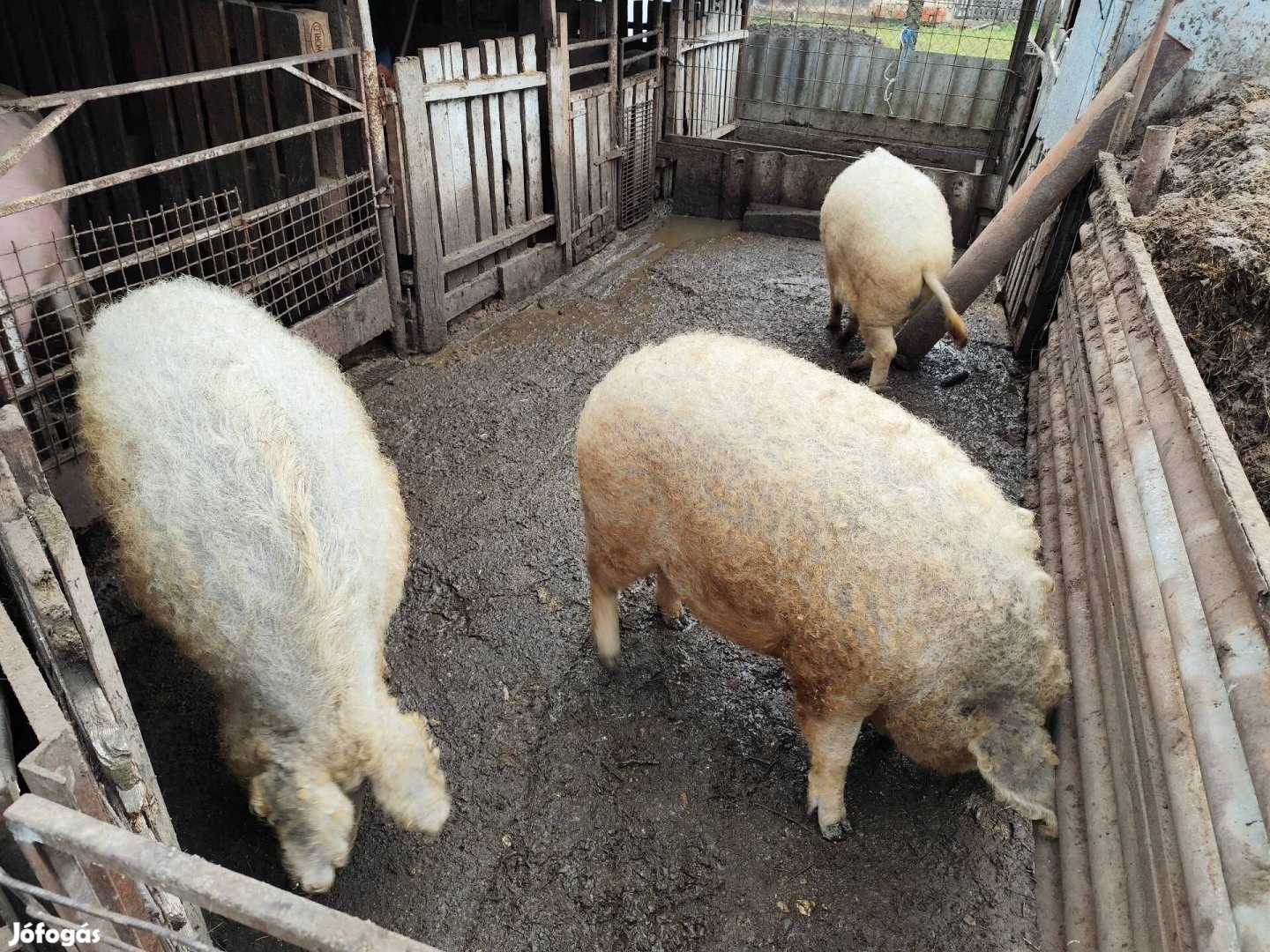 Szőke mangalica hízók 