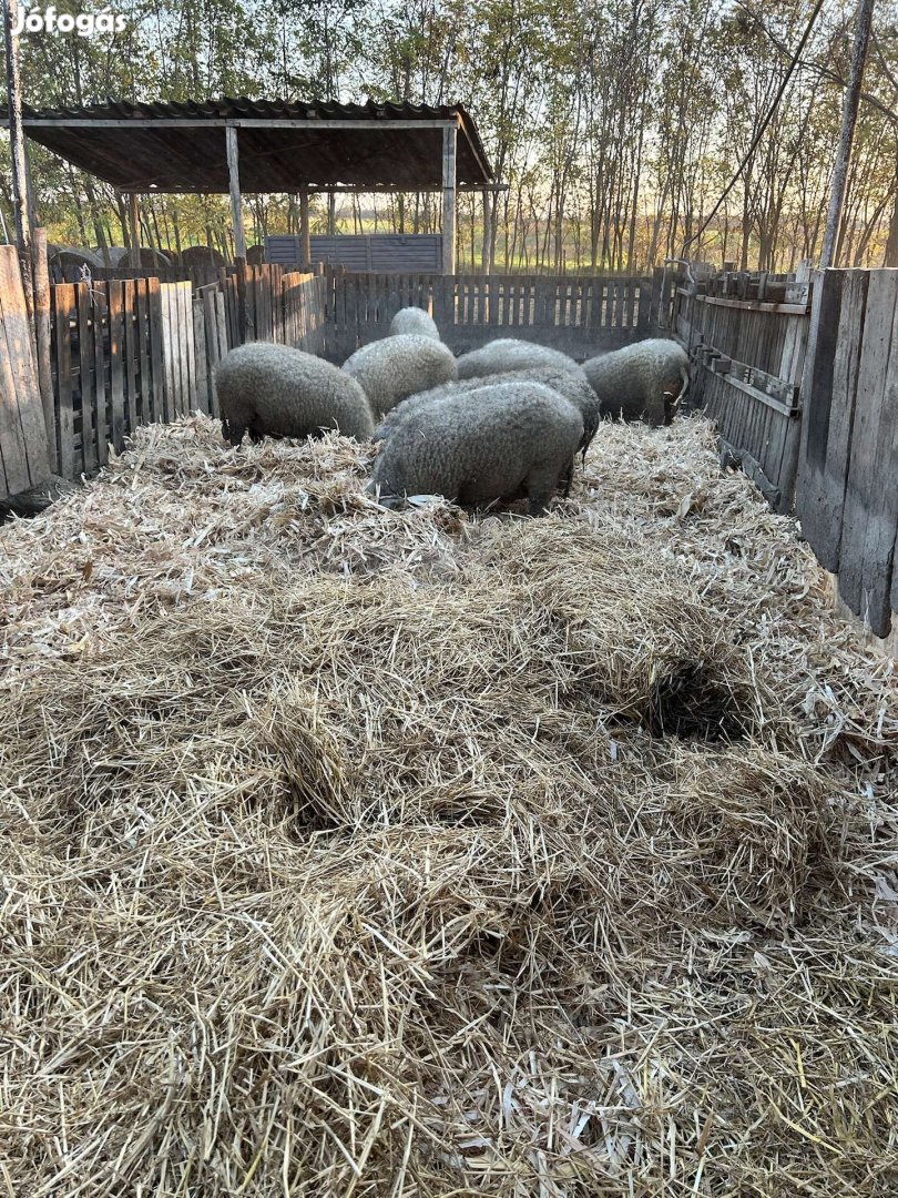 Szőke mangalica hízók, malacok eladók