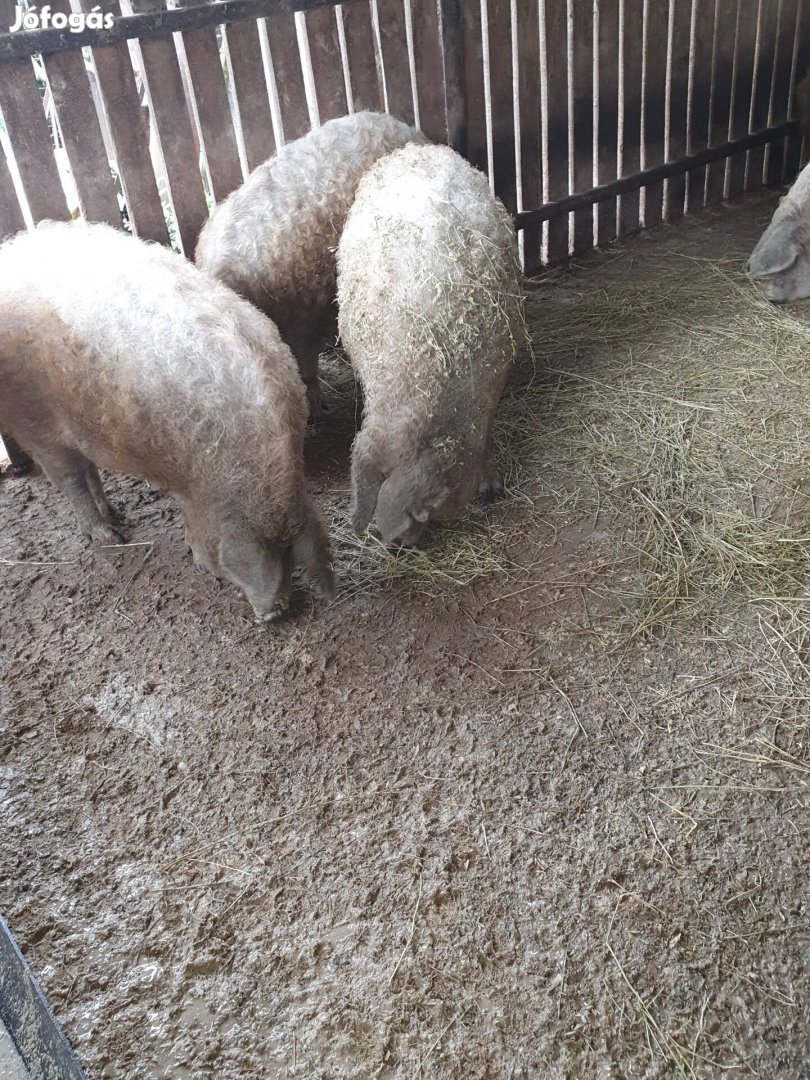 Szőke mangalica hízók eladó