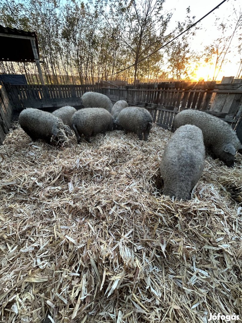 Szőke mangalica hízók eladók