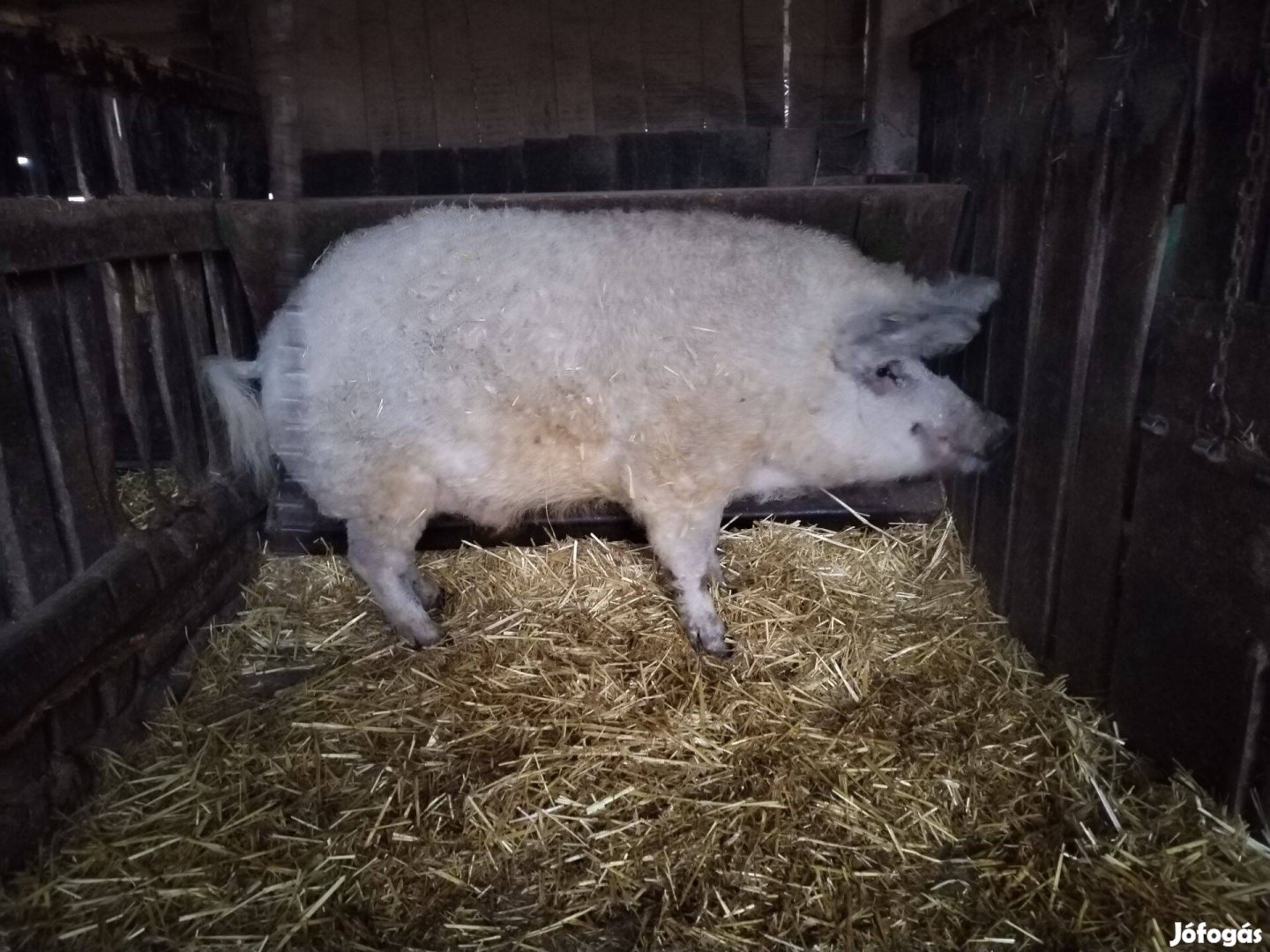 Szőke mangalica kan eladó!