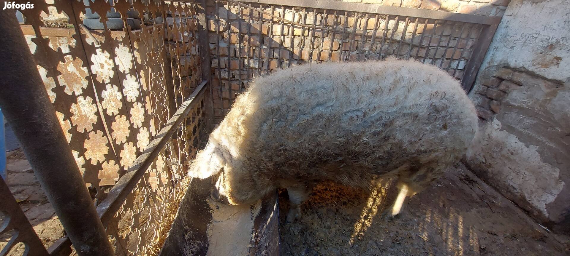 Szőke mangalica koca