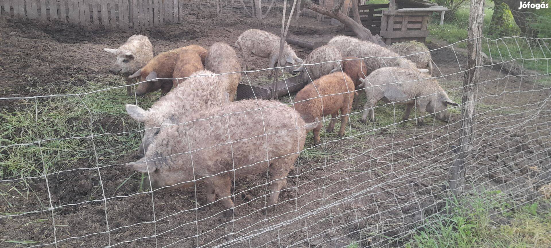 Szőke mangalica koca süldő