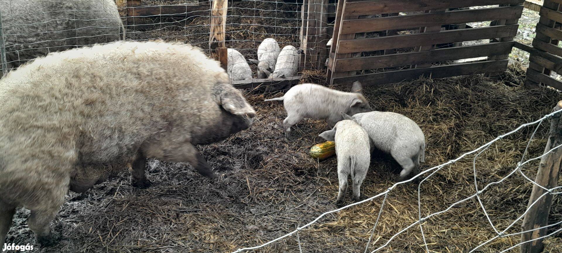 Szőke mangalica malacok