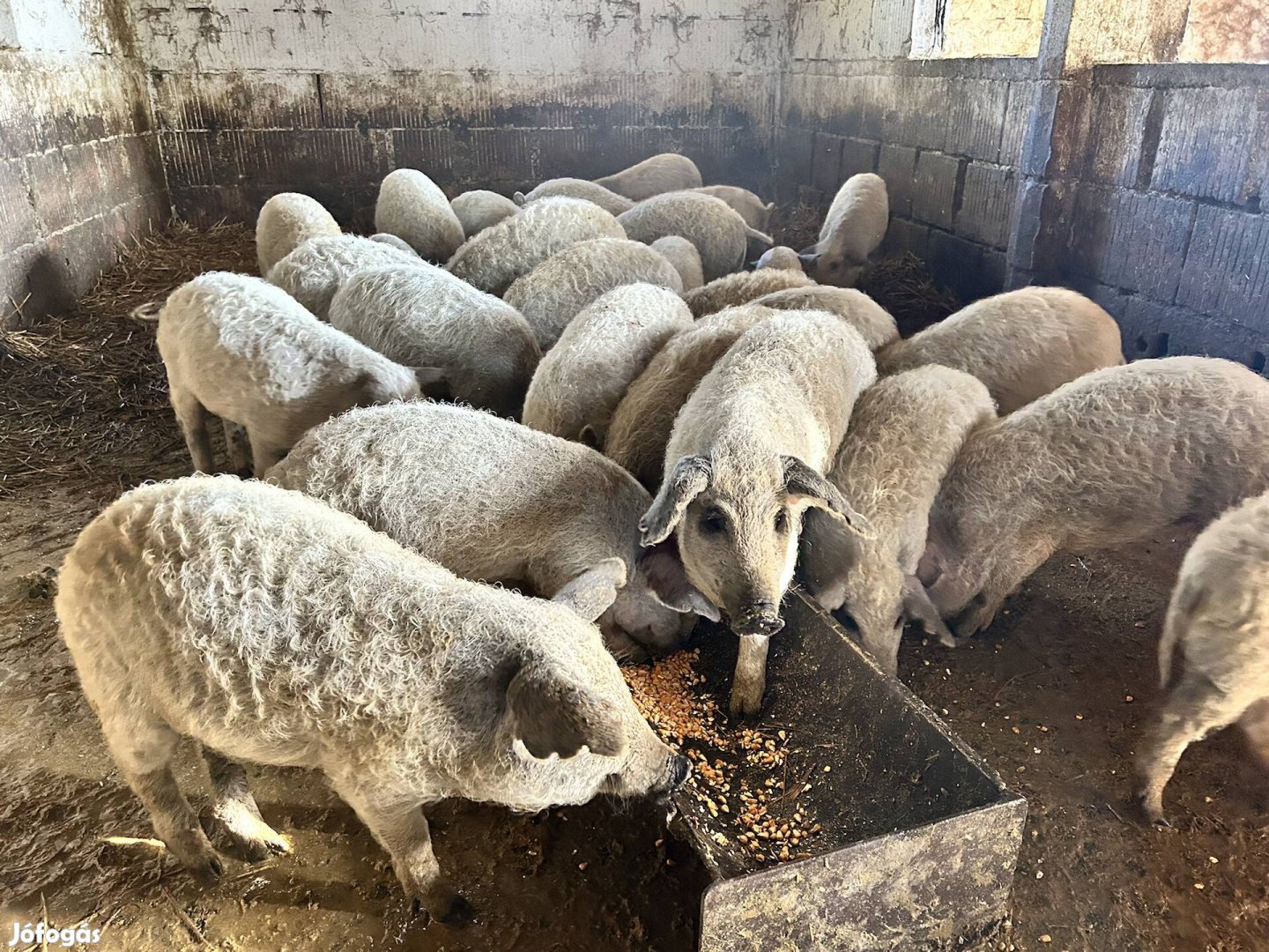 Szőke mangalica malacok