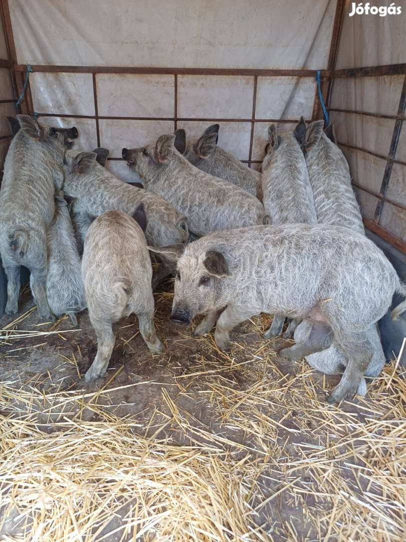 Szőke mangalica malacok