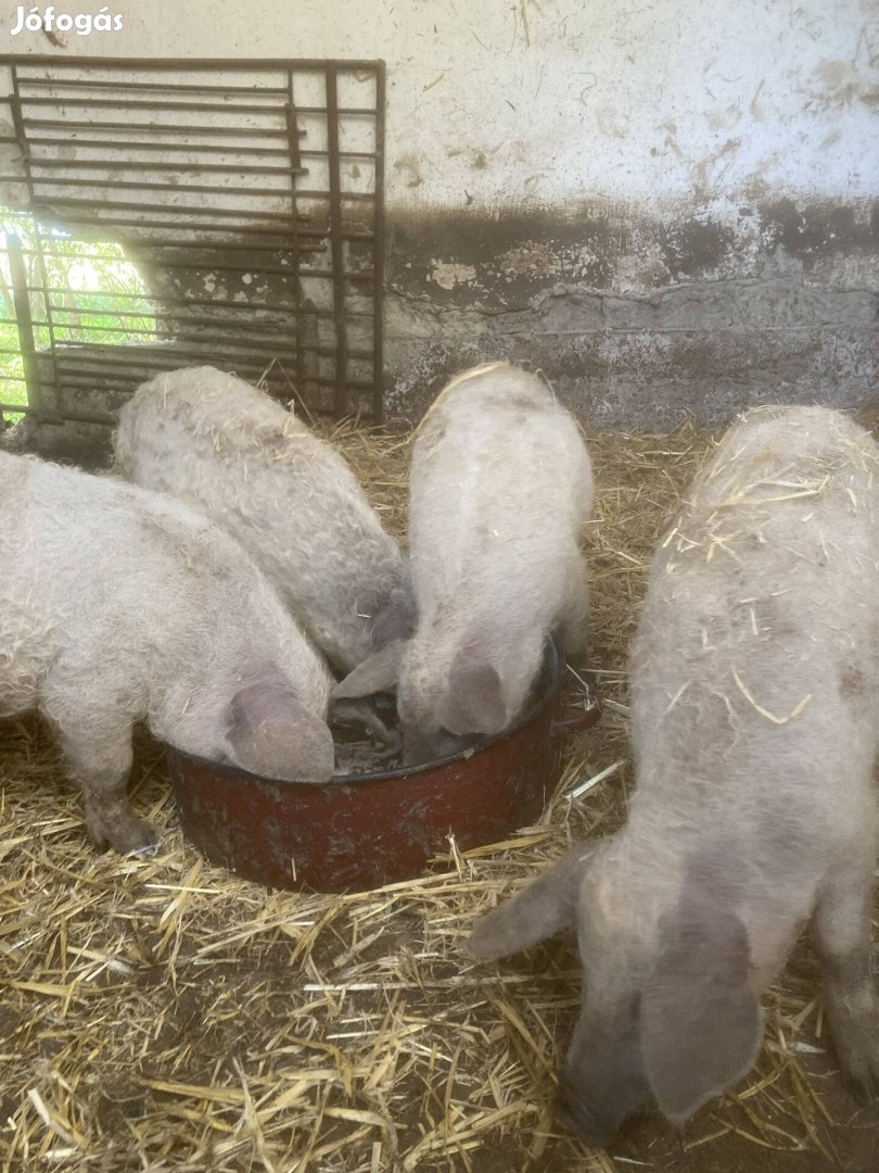 Szőke mangalica malacok!