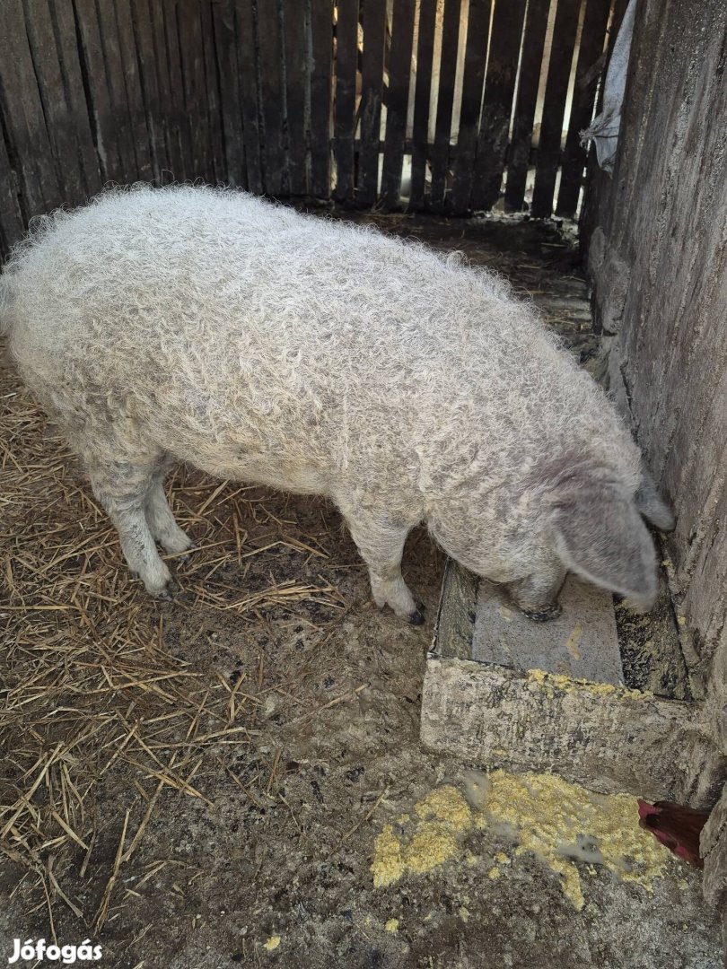 Szőke mangalica sűldő