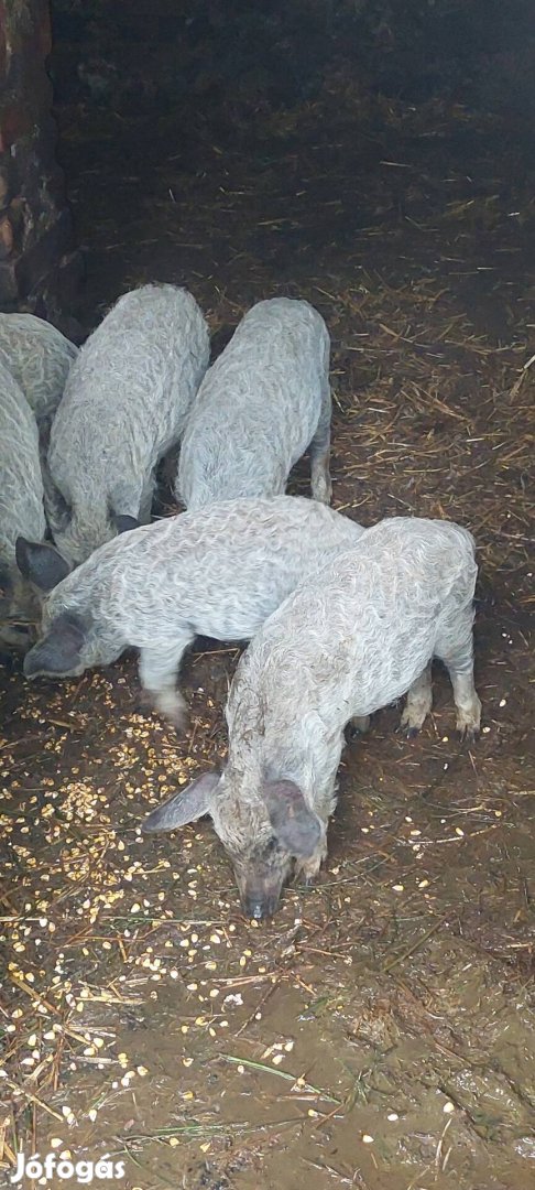 Szőkemangalica malac 