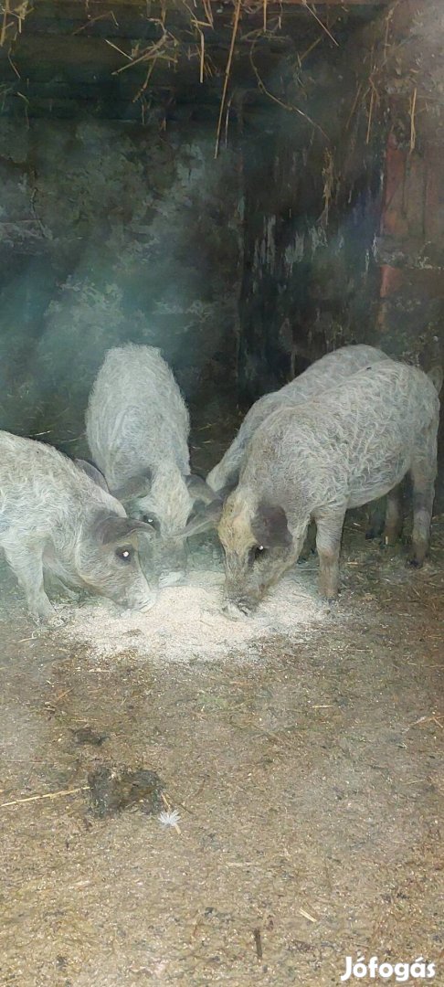 Szőkemangalica malacok!