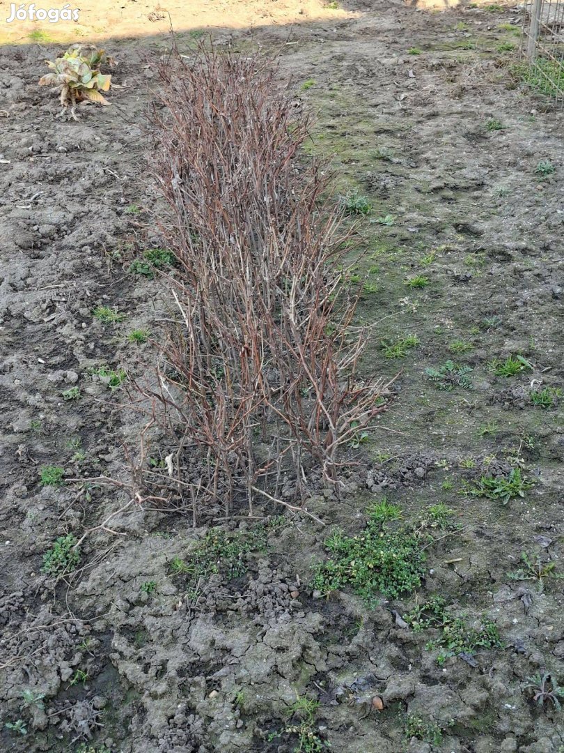 Szőlővessző gyökereztetett