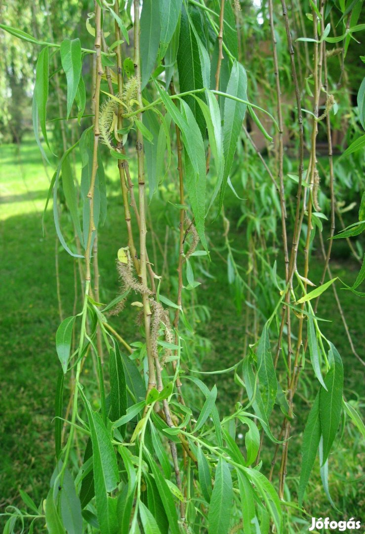 Szomorúfűz Salix alba