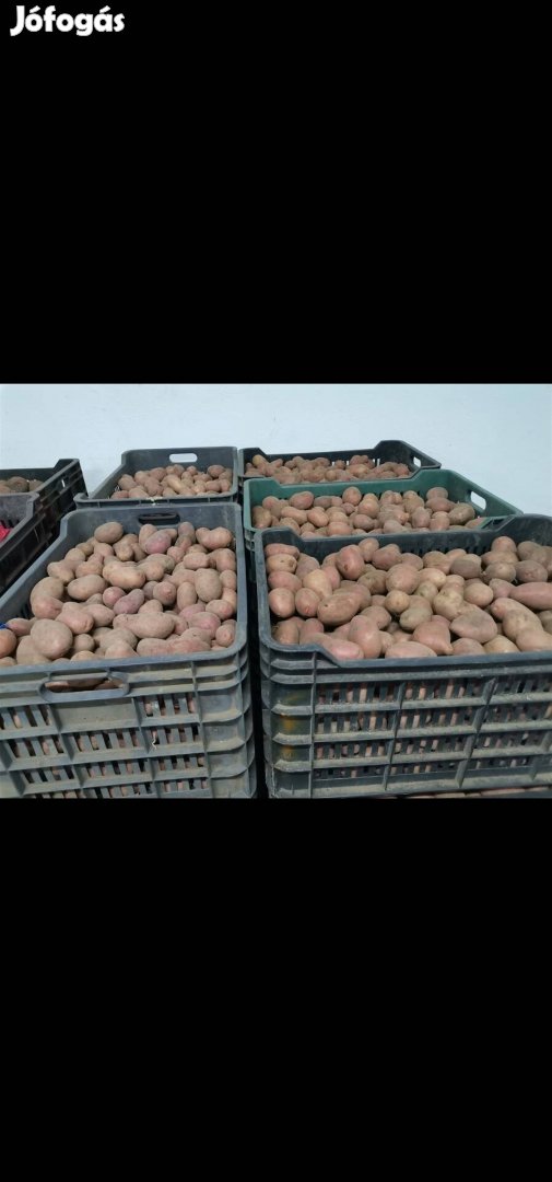 Szuper elit gumóból termelt vető méretű burgonya 