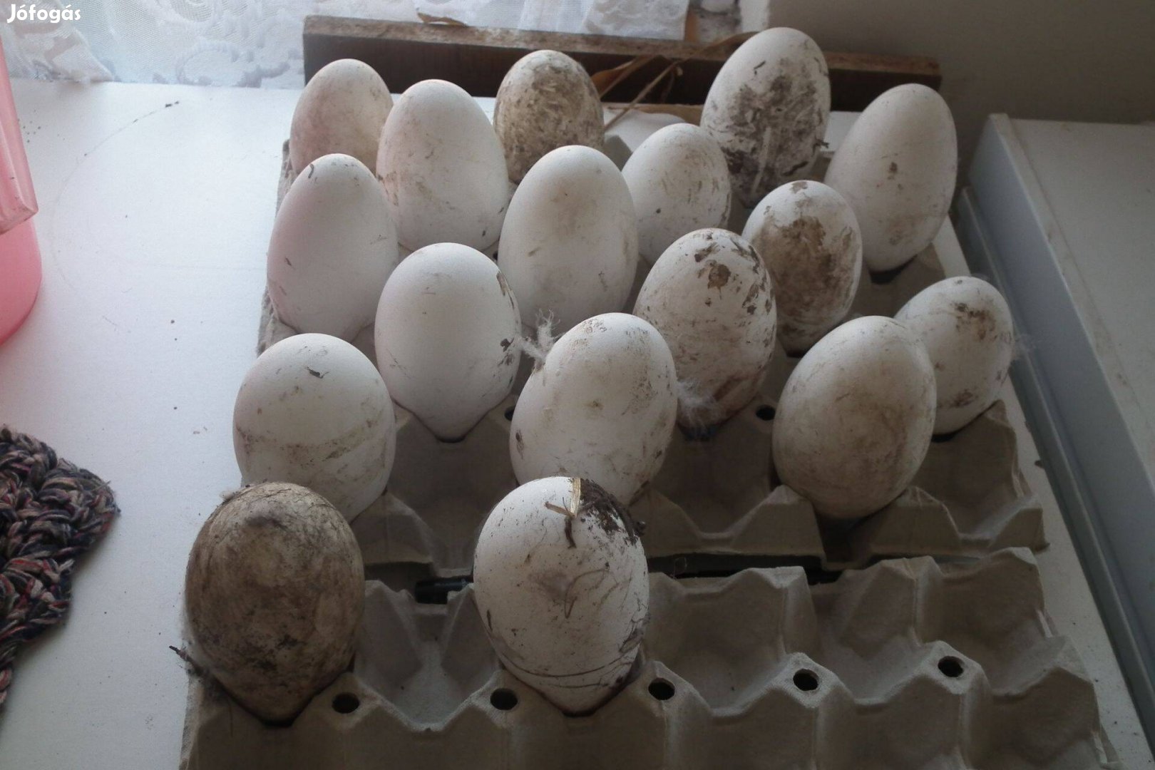 Szürke Máj liba tojás eladó cserélhető