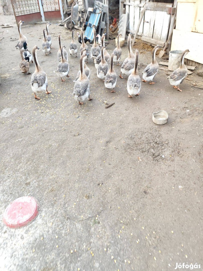 Szürke bütykös liba tojás