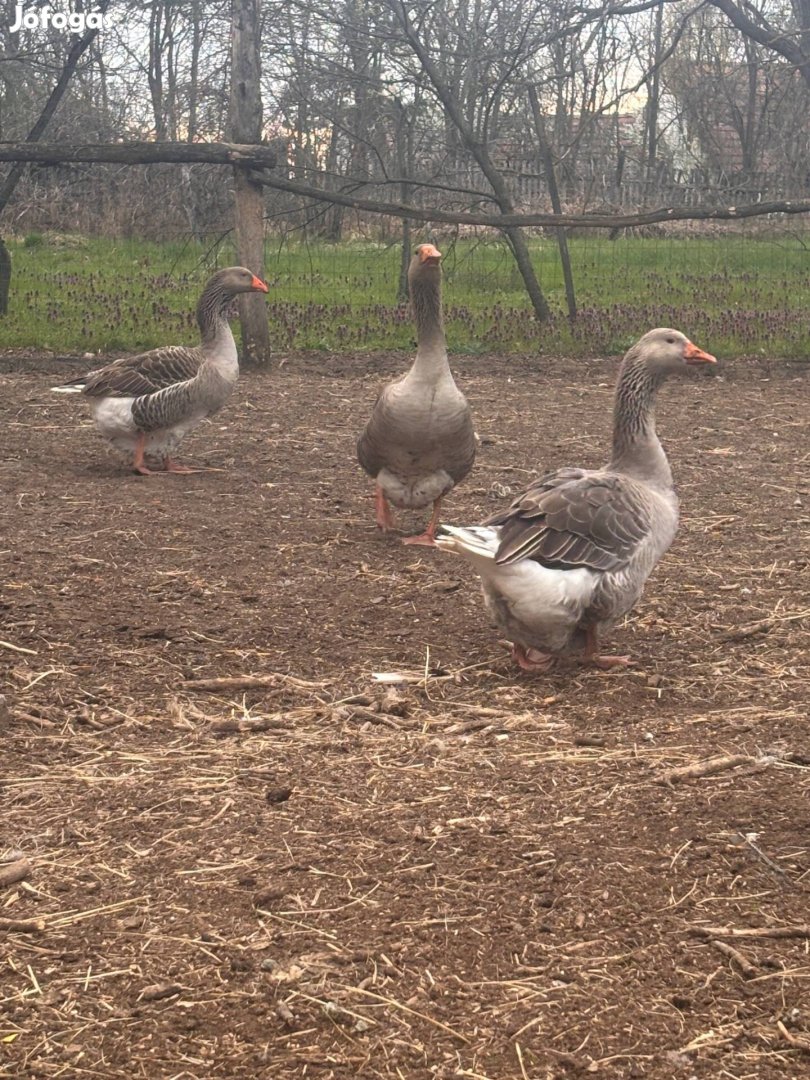 Szürke liba 3 darab