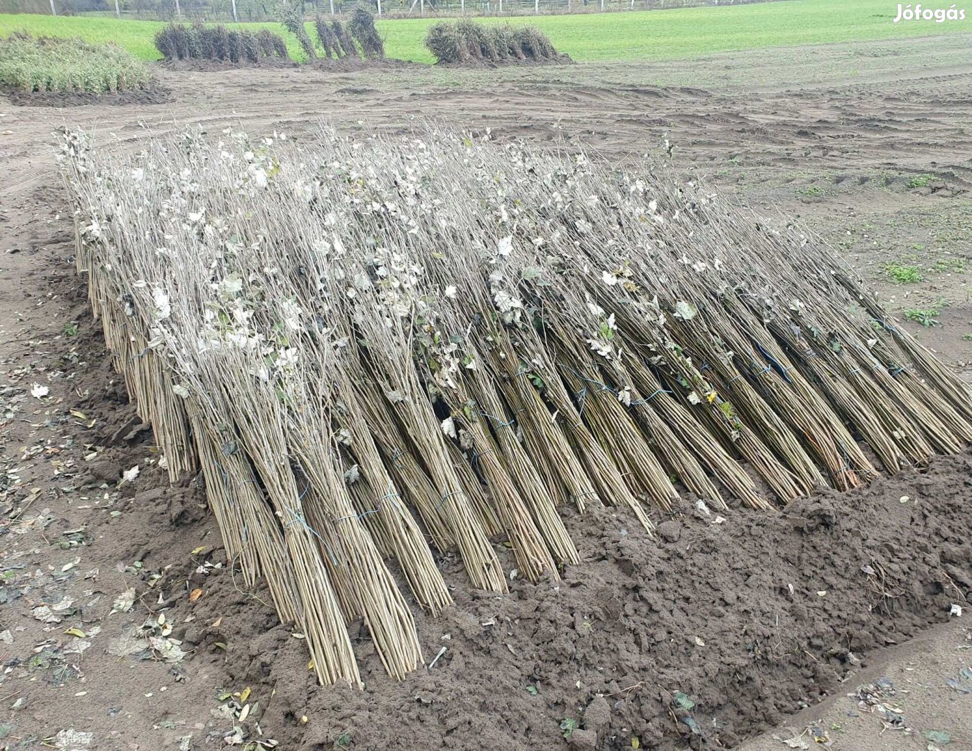 Szürkenyár, akác és egyéb erdészeti csemete - országos