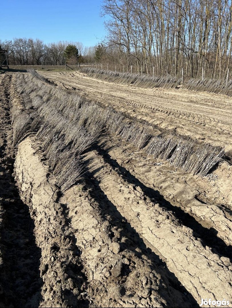 Szürkenyár csemete 40-60 cm