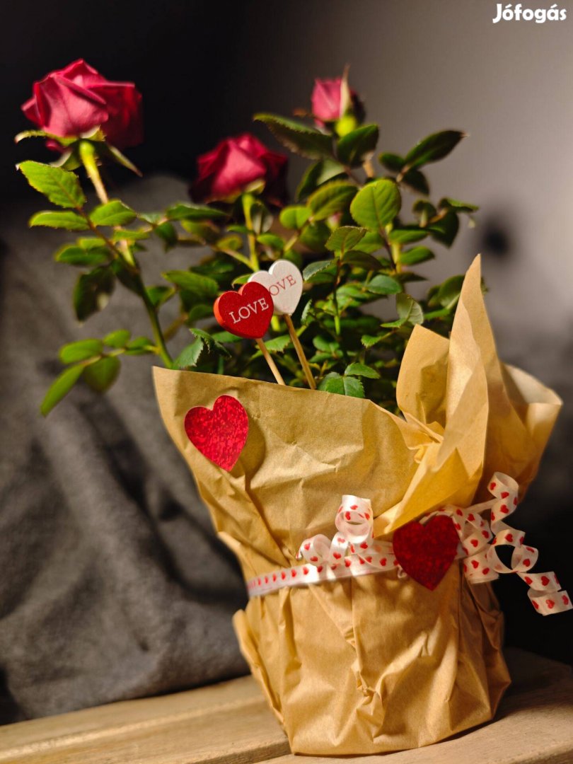 Szuzivirág által kézzel díszített és csomagolt szobarózsák