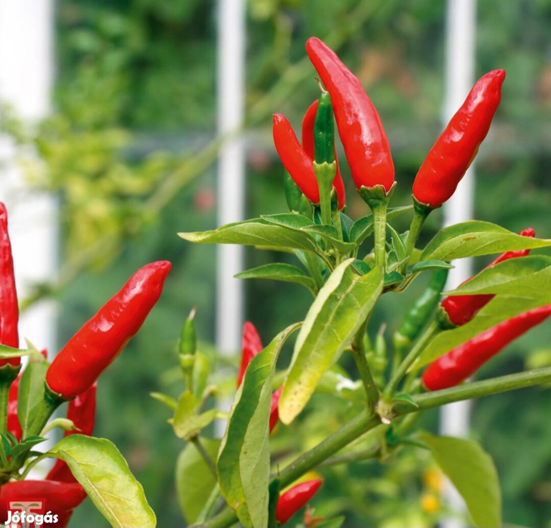 Tabasco chili paprika vetőmag 50db. 200g termés 500ft szeptemberben