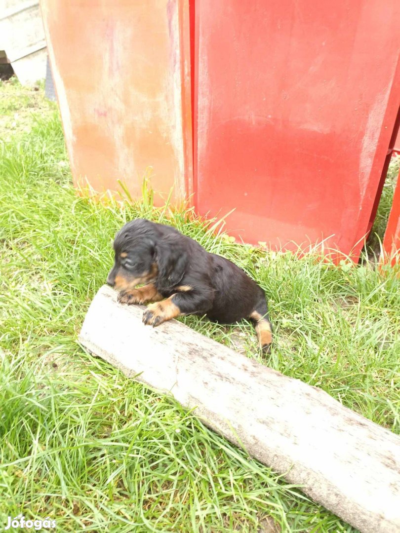 Tacskó mini babák jellegű