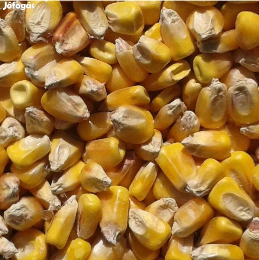 Takarmány kukorica