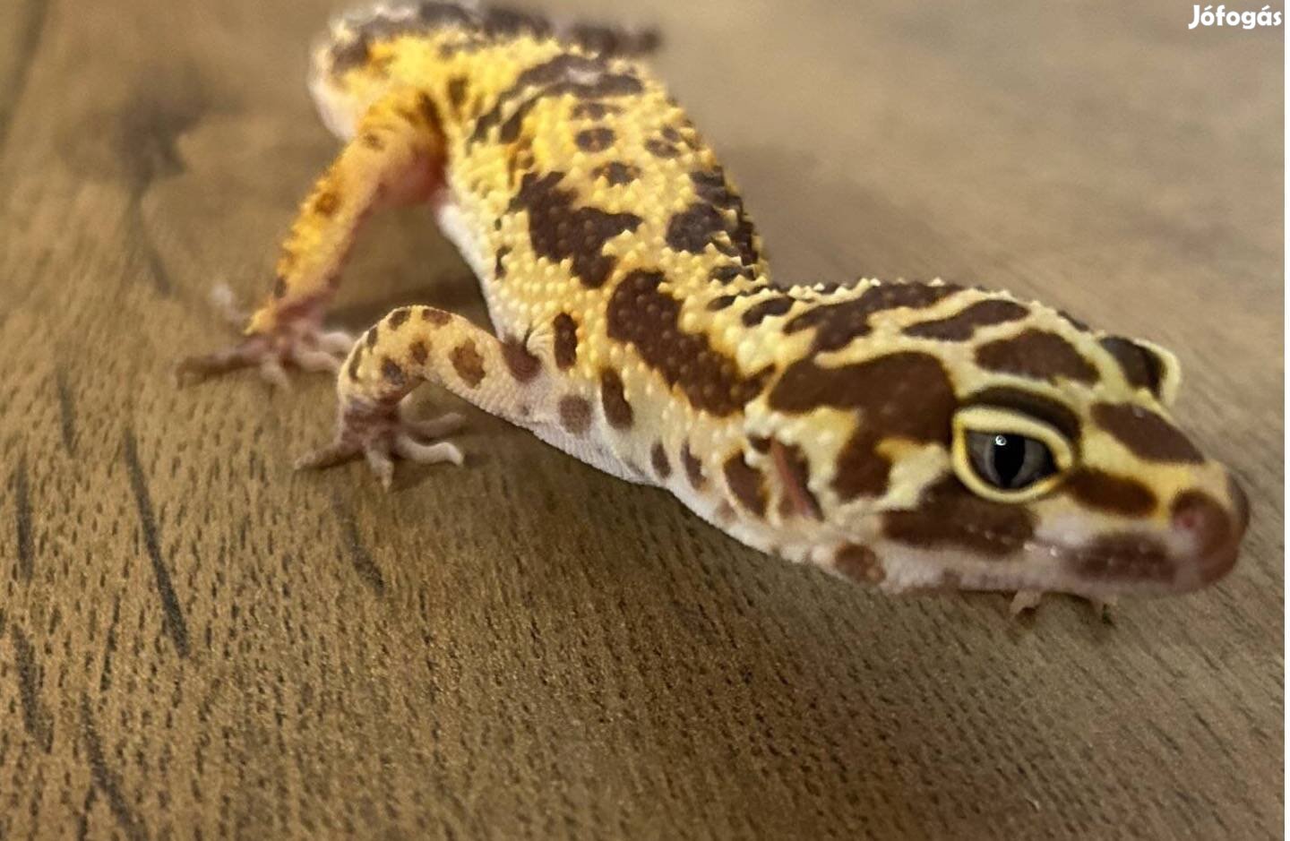 Tangerine leopardgekko