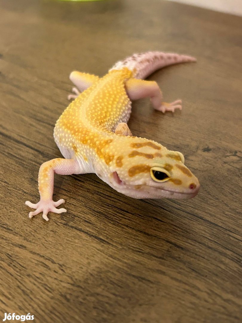 Tangerine tremper albino