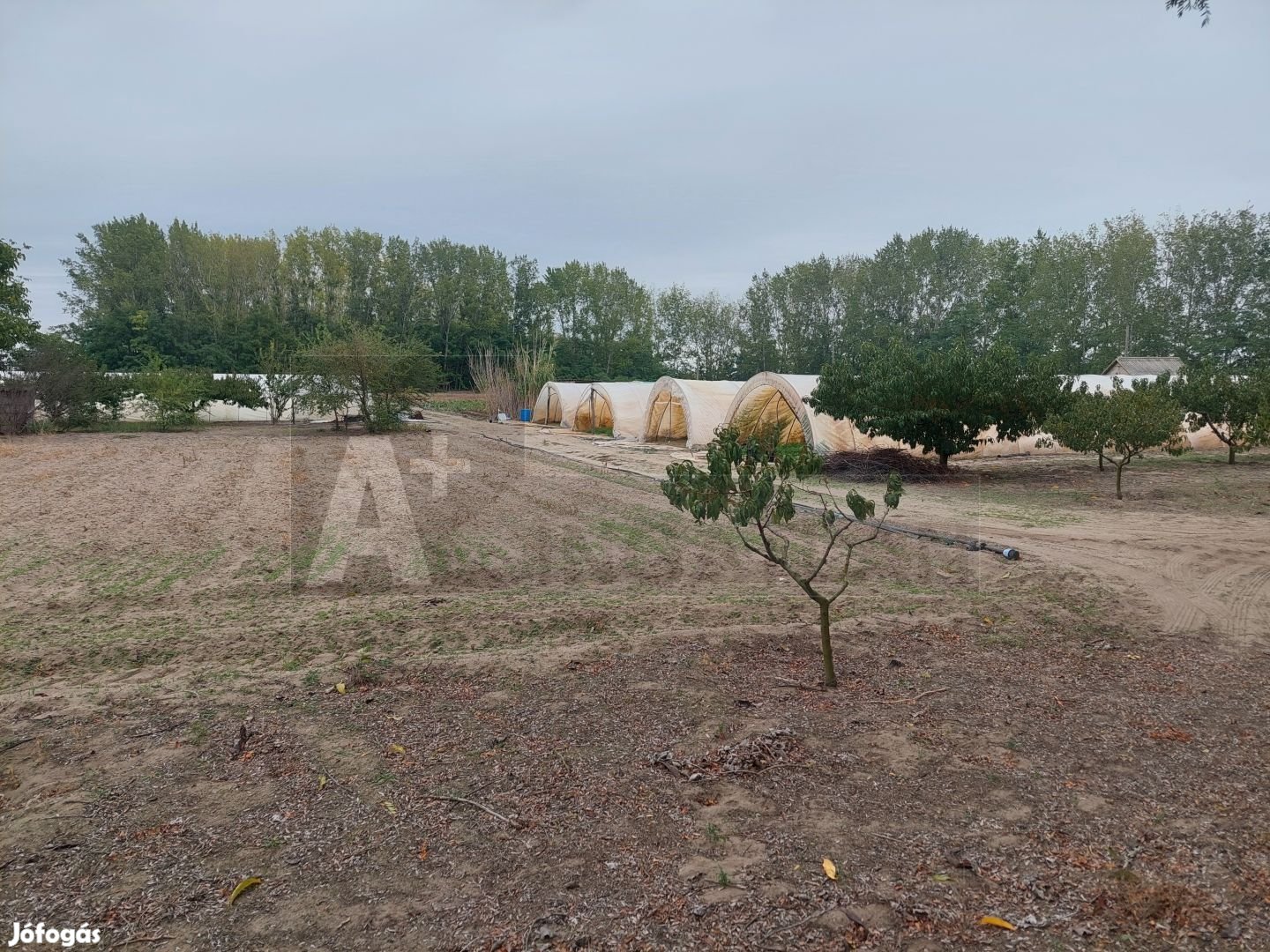 Tanya építésére alkalmas telek Balástyán!