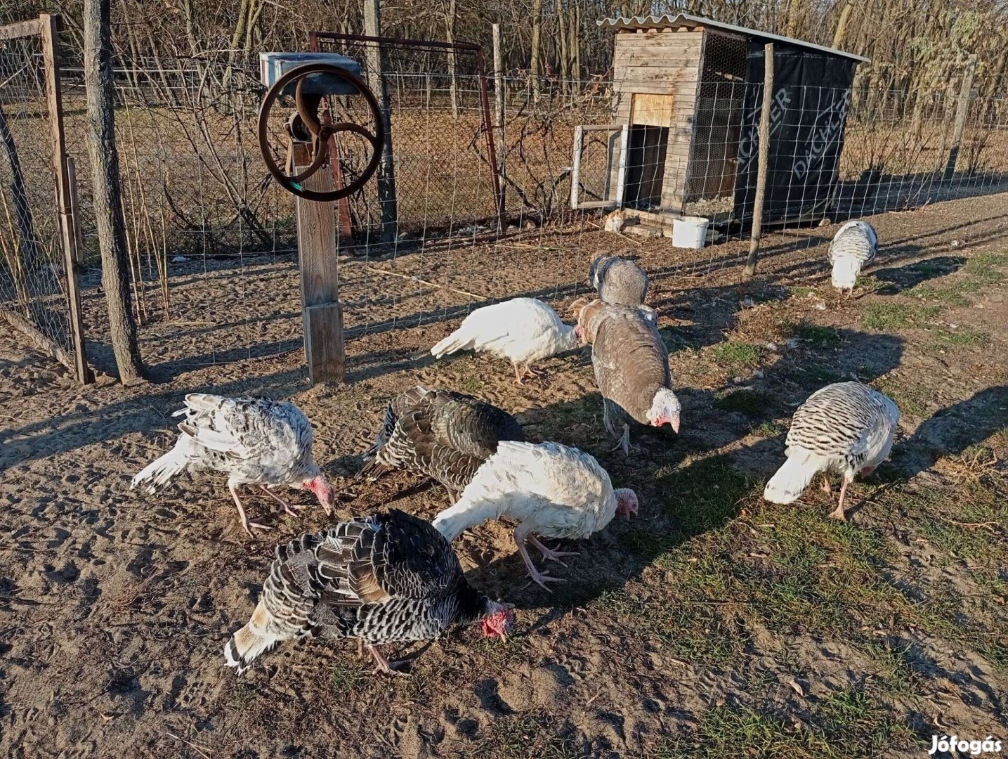 Tanyán nevelt pulykák eladók !