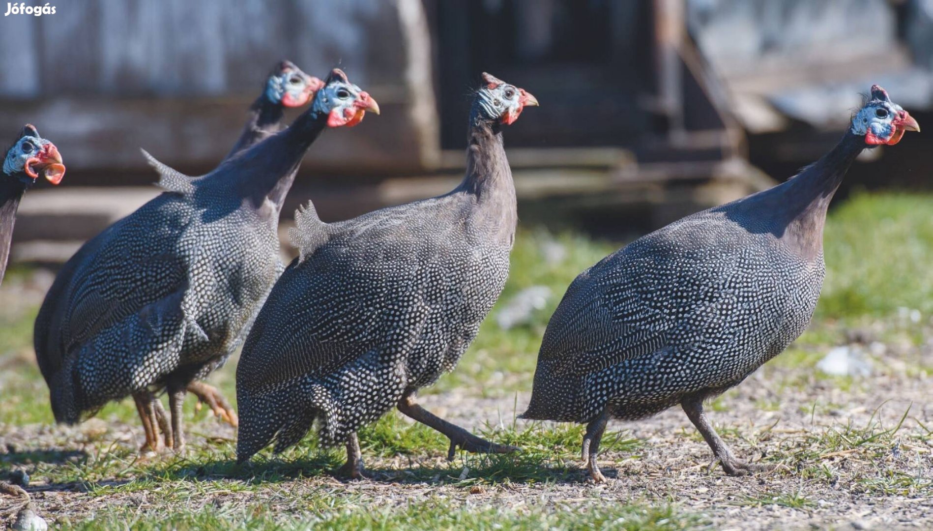 Tanyasi Gyöngyös,gyöngytyúk eladó 