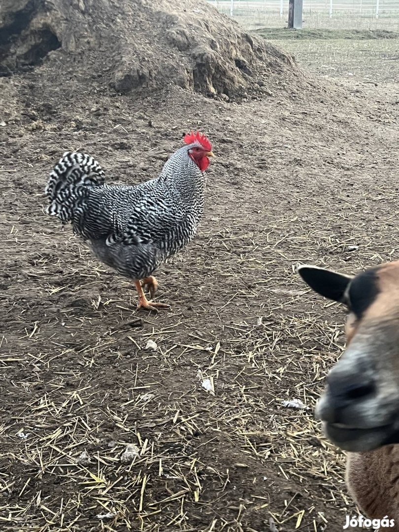 Tanyasi Kakasok Amarock, Australorp, Leghron