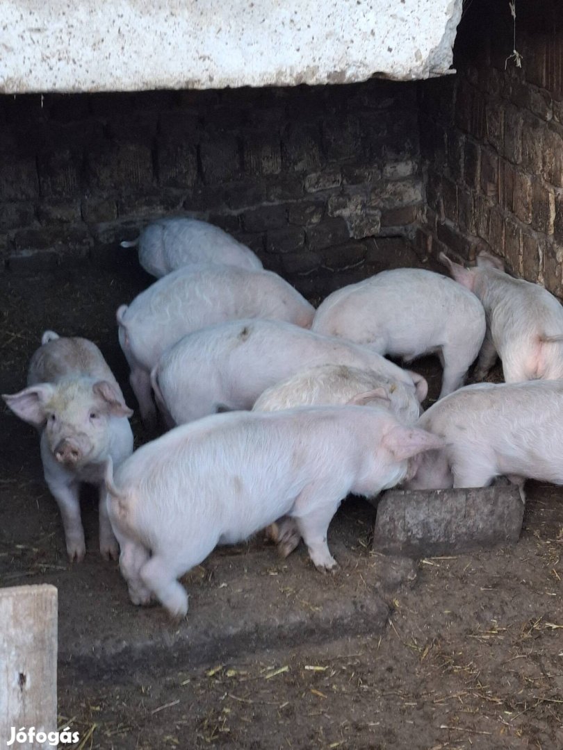 Tanyasi Választási malacok, mangalica hízók, kan disznó