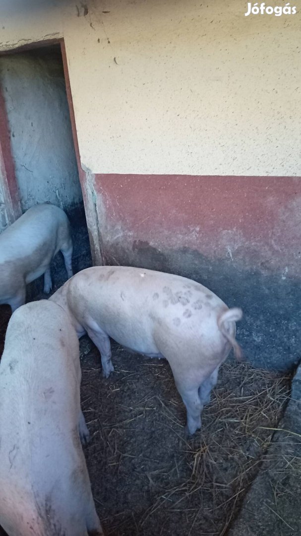 Tanyasi disznók 80-120kg 3ártan 6db koca 1000/kg Hajdúdorogon  