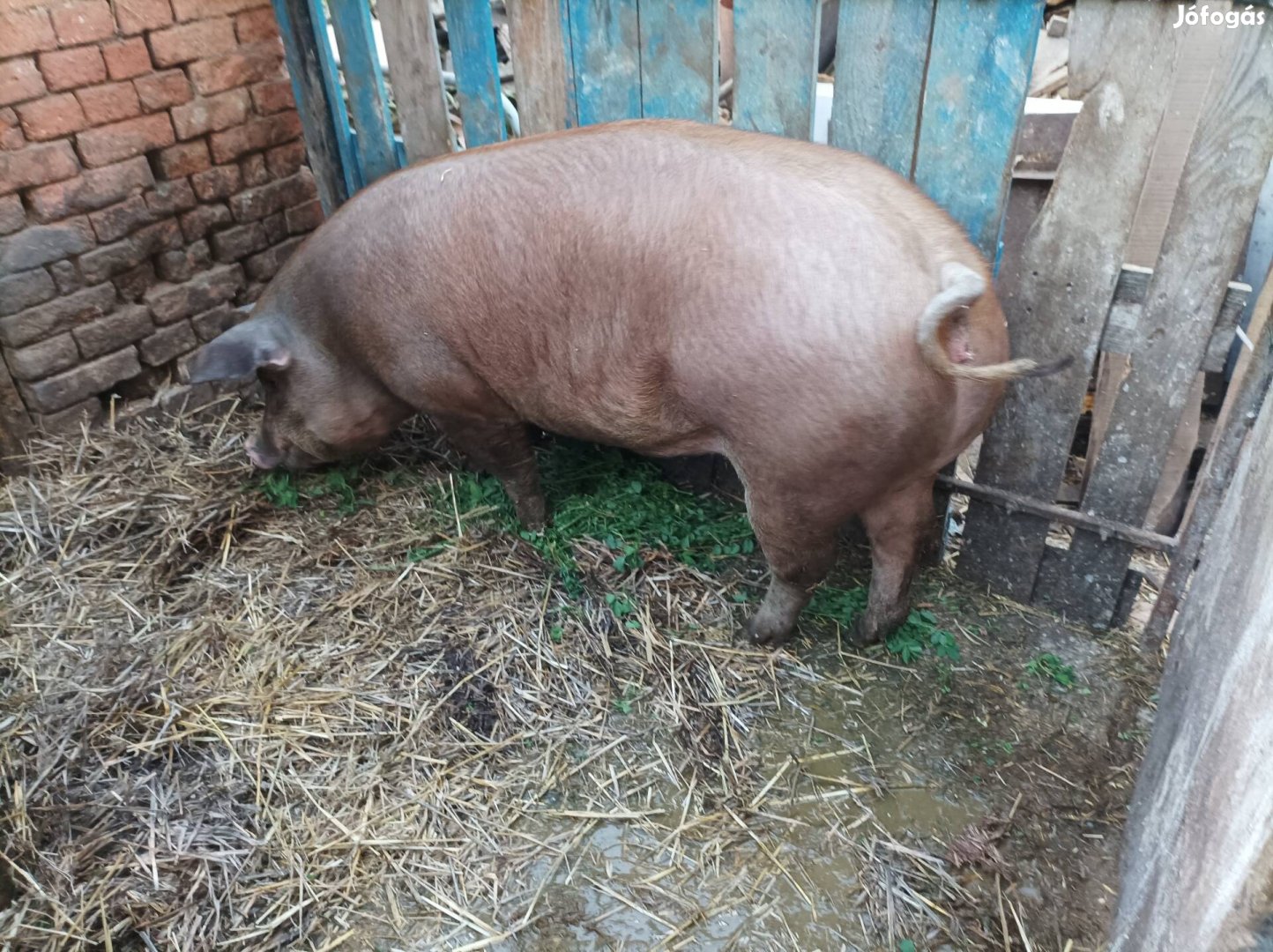 Tanyasi duroc hízó eladó