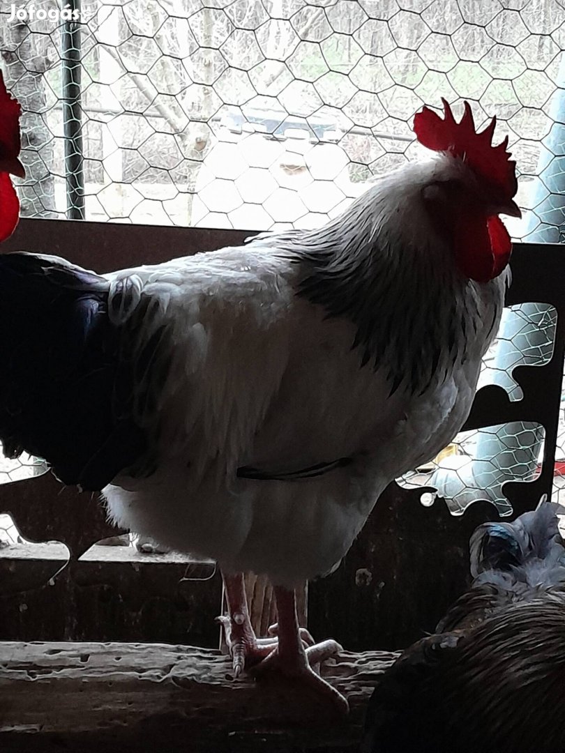 Tanyasi kamaszok új tyúkokra vagyonának vagy nokedli betetnek ajánlom 